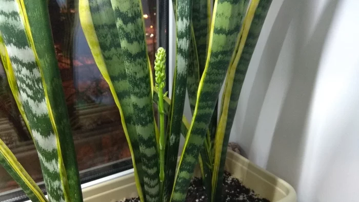 How old were you when you found out that... - My, Houseplants, Floriculture, Sansevieria, Longpost