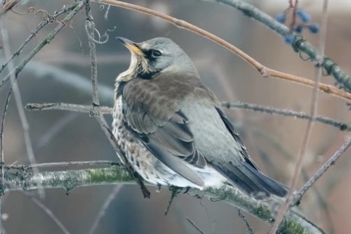 Fieldfare Thrush - My, Thrush, Fieldfare, Birds, Russia, Longpost