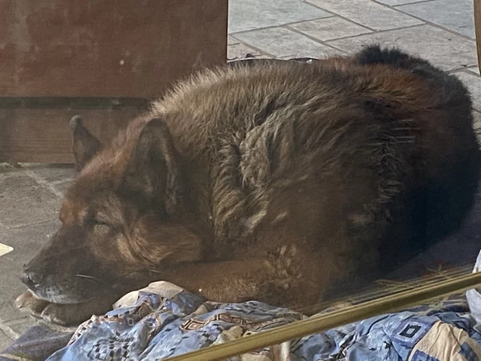 Morning in the forest - My, Dog, German Shepherd