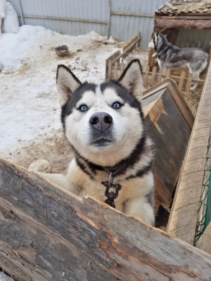 Hi, friend! :) - My, Russia, Novosibirsk, Photographer, Dog, Animals, Contact zoo, Zoo, Video, Longpost