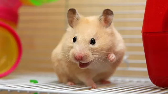 In Britain, a hamster named Stalin saved his owner - Hamster, Pets, Rodents, Kus, Stalin, Great Britain, Disease, The rescue, news