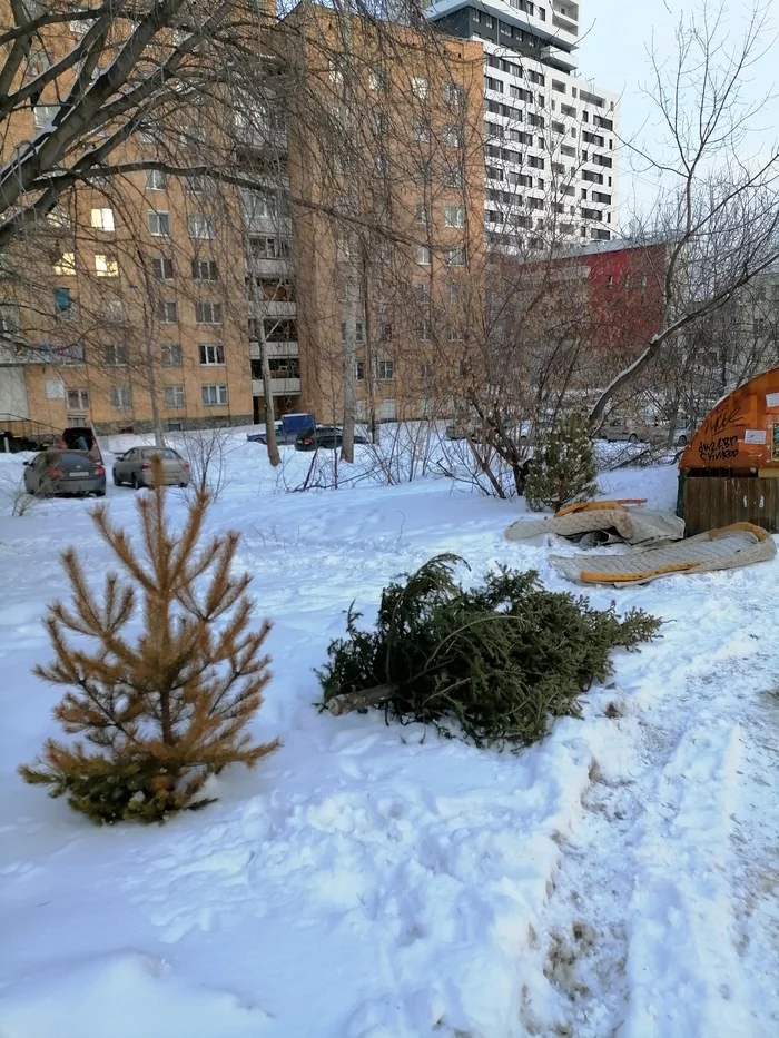 March 21, 2021. The first weaklings began to give up - Christmas tree, New Year, Spring, Yekaterinburg