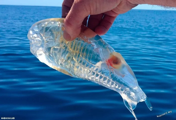 Salps: Possibly the most complex life cycle of any animal. Let's try to describe this madness in a simple way - Marine life, Ocean, Yandex Zen, Animals, Longpost, Salpa