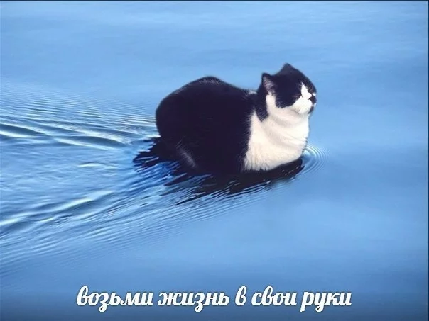 Stop being led by others, and - cat, Water