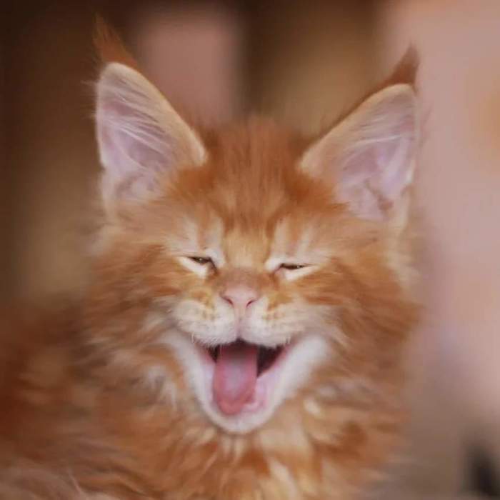 Have a nice week everyone - cat, Kittens, Yawn, Monday, Work week, Milota