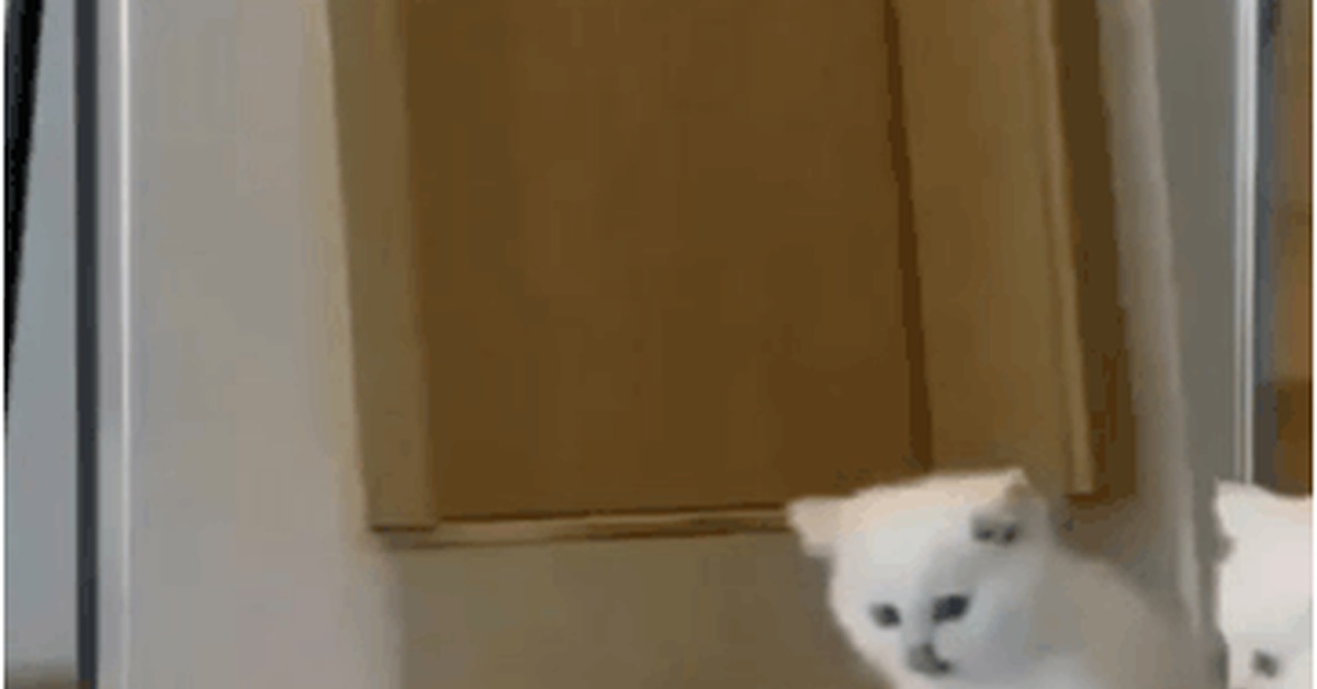 Ah, I finally managed to insert a gif into the post - Kittens, GIF, cat, Milota