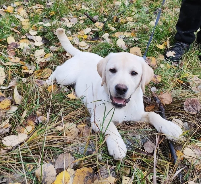 Labrador... Well, Labrador is Labrador - My, Labrador, Dog, Life stories