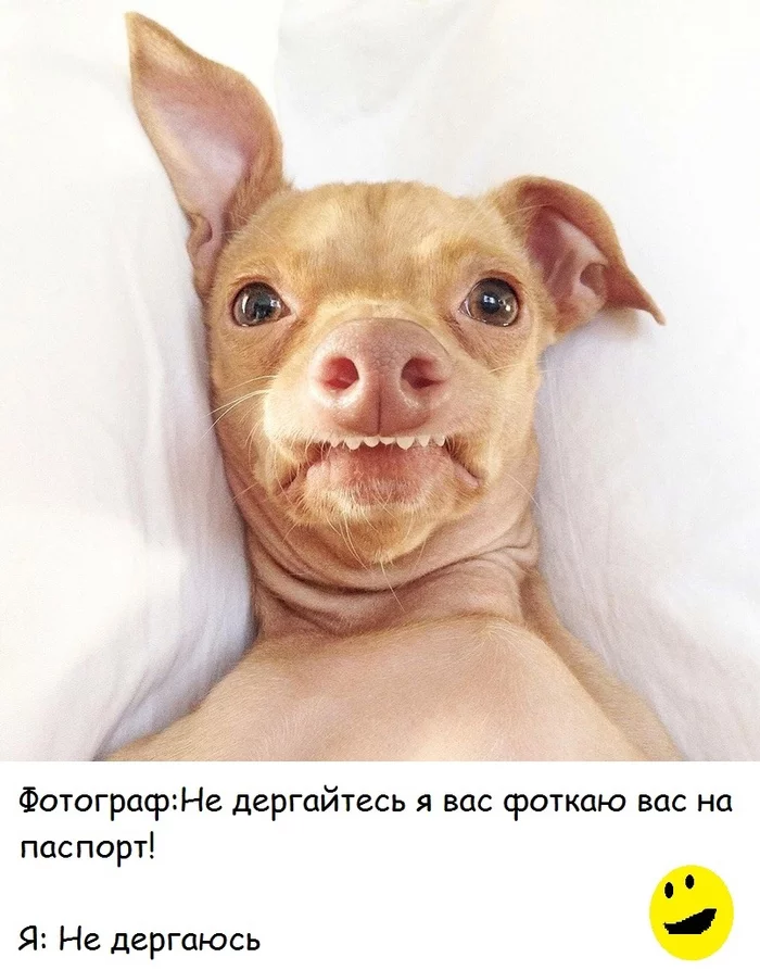 Very funny dog - Memes, Smile, Photographer, Dog, Funny animals