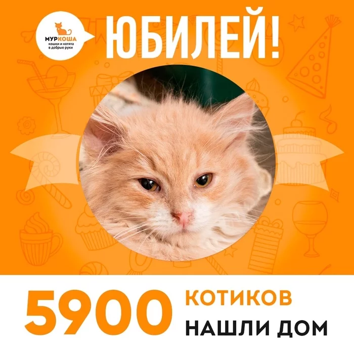 We are celebrating another anniversary: ??5,900 cats have already found a home! - My, Murkosh shelter, Animal shelter, cat, Kittens, Help, Volunteering, Touching, Real life story, Anniversary