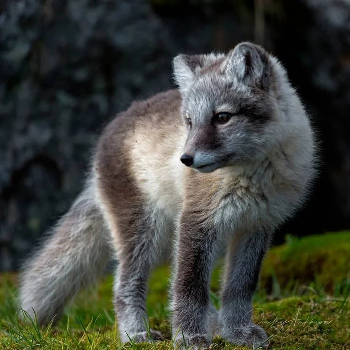 Young hunter! - Fox, Arctic fox, Puppies, Fox cubs, Longpost, Animals