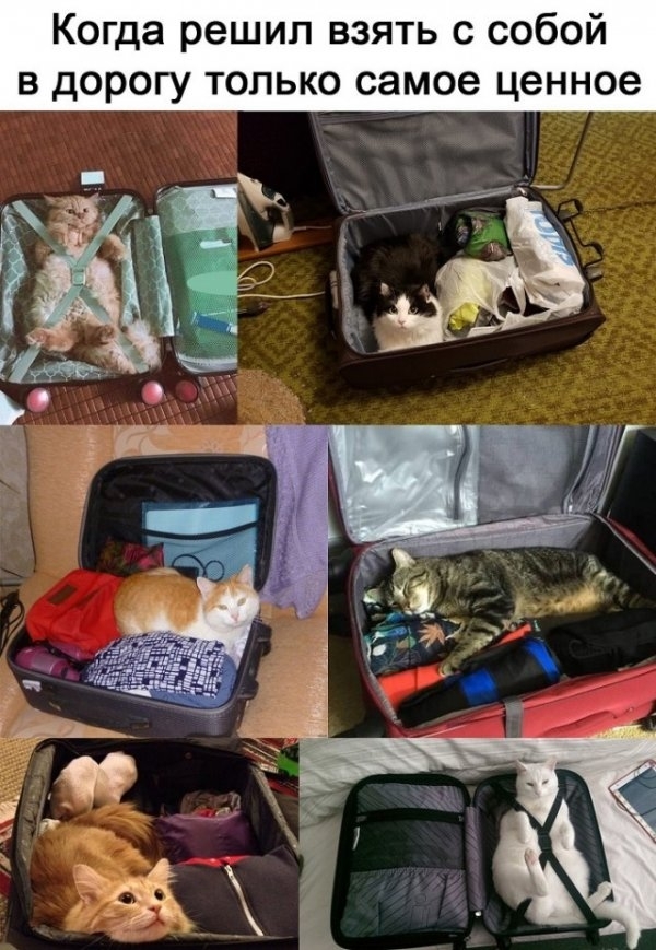 Life isn't the same without a cat - cat, Baggage, Picture with text, Milota