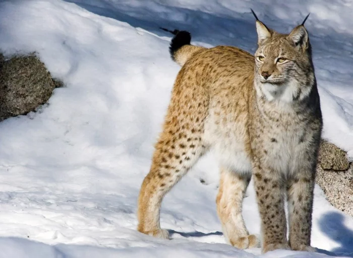 Wonderful lynx tail... - Lynx, Tail, Small cats, Wild animals, Livejournal, Evolution, Interesting, Longpost