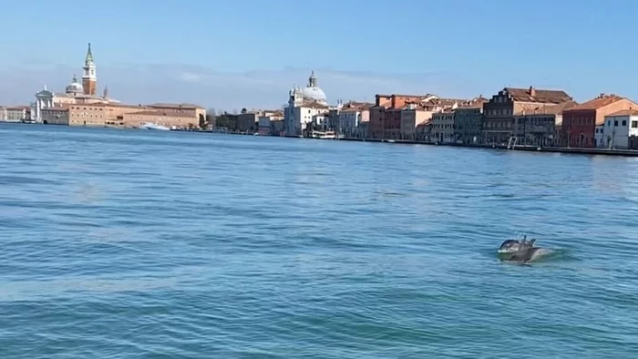 Dolphins have swum into the Venice Grand Canal - this time for real - Venice, Wild animals, Dolphin, Tjournal, Italy, Video