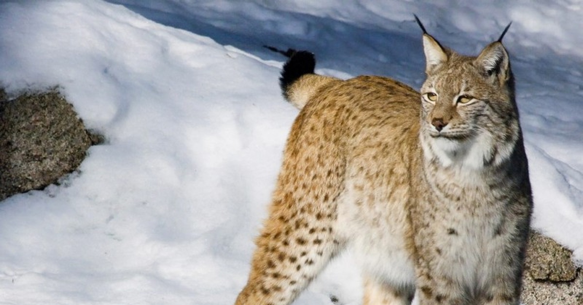 Пришли рыси. Рысь - Lynx Lynx (Linnaeus, 1758). Канадская Рысь Бобкэт. Рысь Горная Шория. Обыкновенная Сибирская Рысь.