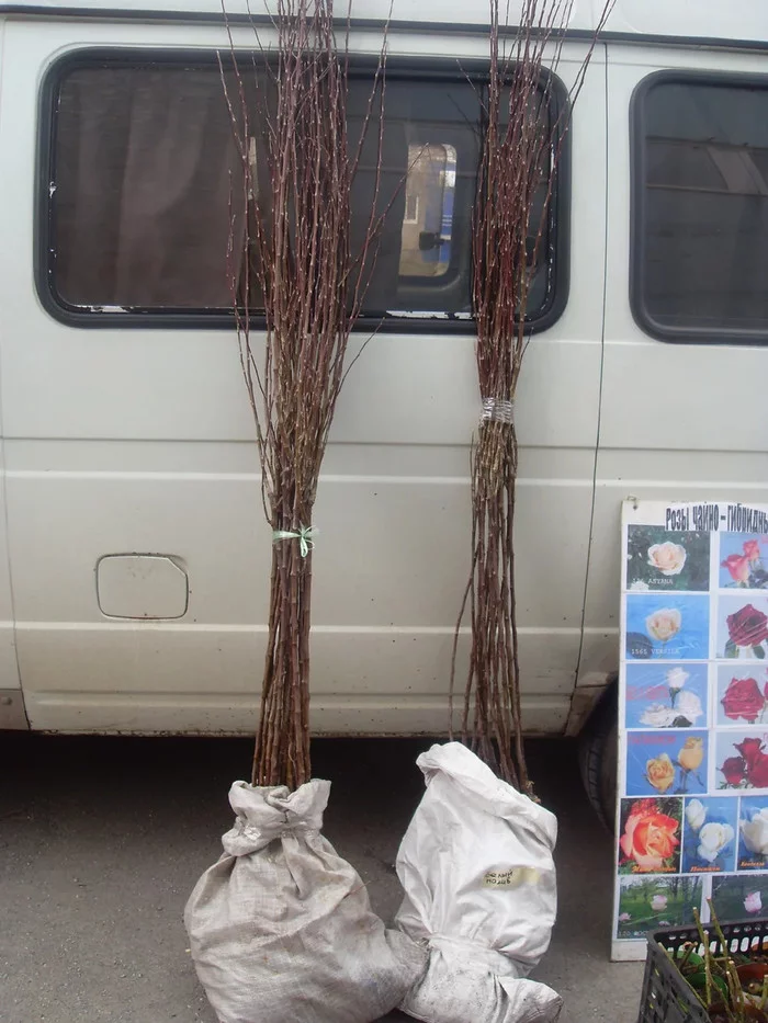 В известном питомнике приняли за «лоха». Называл редчайшие сорта яблонь, и оказалось, что все они «есть» в общей куче! Рынок, Садоводство, Садовод, Дача, Сельское хозяйство, Сад, Саженцы, Деревня, Длиннопост В известном питомнике приняли за «лоха». Называл редчайшие сорта яблонь, и оказалось, что все они «есть» в общей куче! Рынок, Садоводство, Садовод, Дача, Сельское хозяйство, Сад, Саженцы, Деревня, Длиннопост