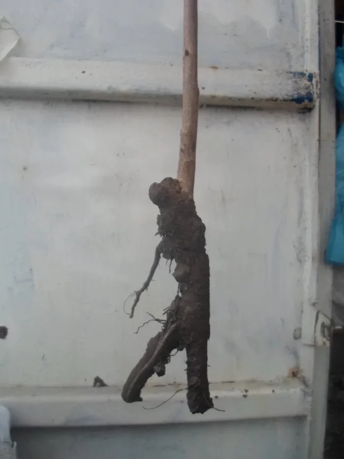 В известном питомнике приняли за «лоха». Называл редчайшие сорта яблонь, и оказалось, что все они «есть» в общей куче! Рынок, Садоводство, Садовод, Дача, Сельское хозяйство, Сад, Саженцы, Деревня, Длиннопост В известном питомнике приняли за «лоха». Называл редчайшие сорта яблонь, и оказалось, что все они «есть» в общей куче! Рынок, Садоводство, Садовод, Дача, Сельское хозяйство, Сад, Саженцы, Деревня, Длиннопост