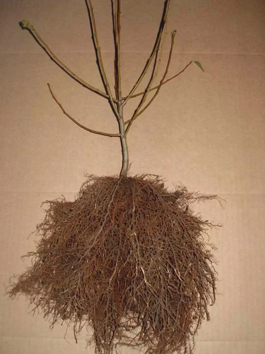 В известном питомнике приняли за «лоха». Называл редчайшие сорта яблонь, и оказалось, что все они «есть» в общей куче! Рынок, Садоводство, Садовод, Дача, Сельское хозяйство, Сад, Саженцы, Деревня, Длиннопост В известном питомнике приняли за «лоха». Называл редчайшие сорта яблонь, и оказалось, что все они «есть» в общей куче! Рынок, Садоводство, Садовод, Дача, Сельское хозяйство, Сад, Саженцы, Деревня, Длиннопост