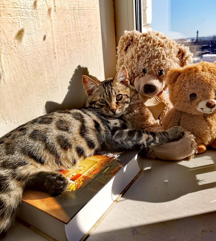 Любитель книг и солнечных подоконников