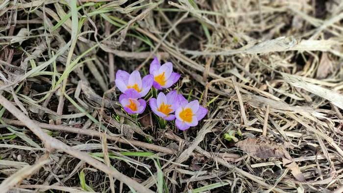 At the bus stop - My, Kindness, Spring, Flowers, Life stories, Grandfather, crocuses