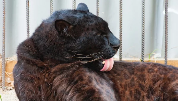 The leopard will leave the Barnaul Zoo - Leopard, Black Panther, Cat family, Rare view, Zoo, Barnaul