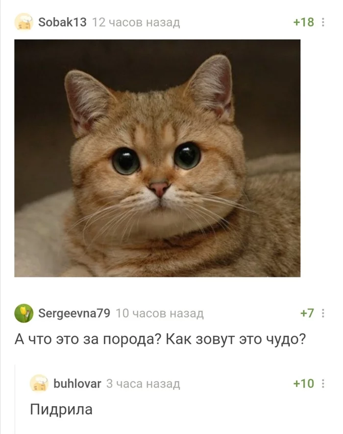 Pikabu educational - cat, Screenshot, Comments on Peekaboo, British Golden Chinchilla, Pidrila