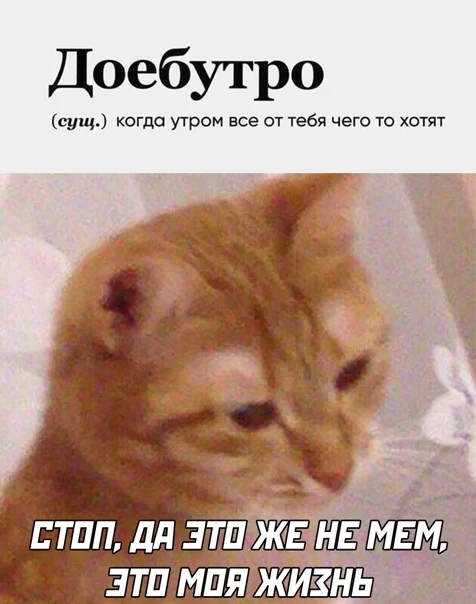 Doebutro - A life, cat, Morning is never good, Picture with text, Memes, Humor