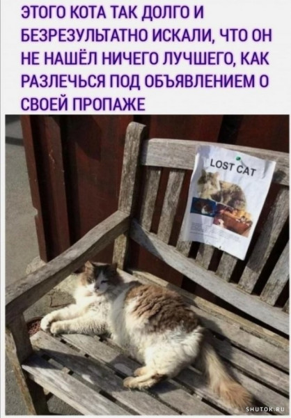 Lost cat... - cat, Lost cat, Lost, Announcement