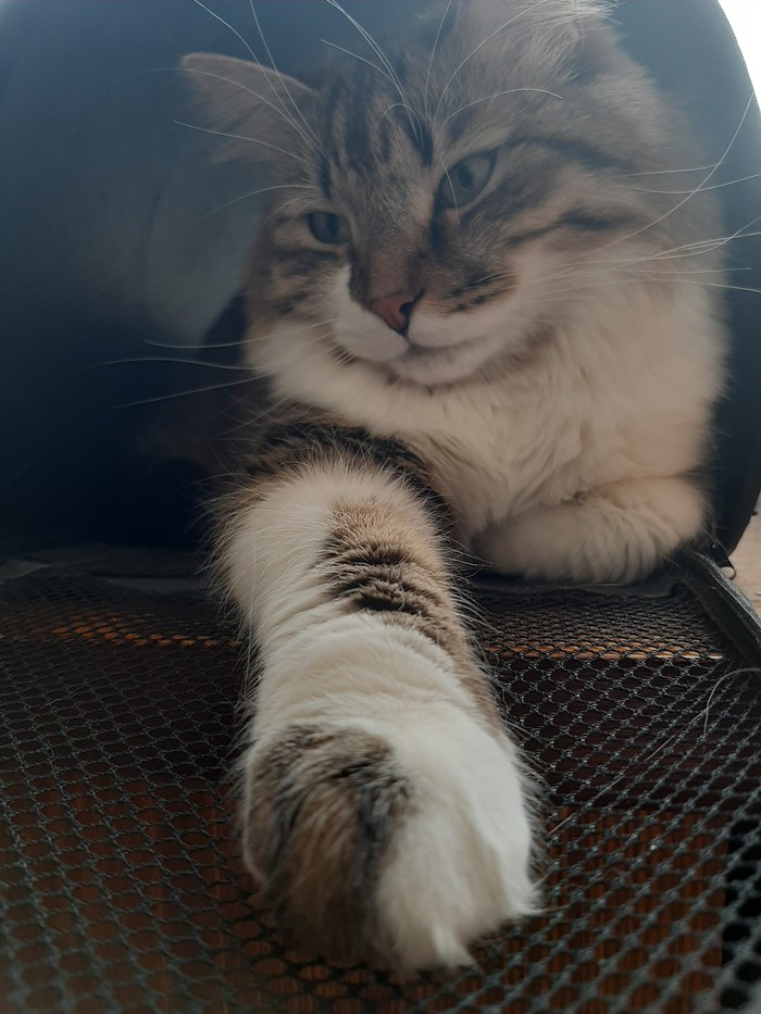 Давно не было пирожочка