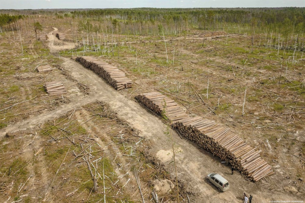 In the Tomsk region, a healthy forest was destroyed under the guise of sanitary felling - news, Forest, Nature, Ecology, Tomsk, Reserves and sanctuaries, Law, Court, Damage, Prosecutor's office, Negative