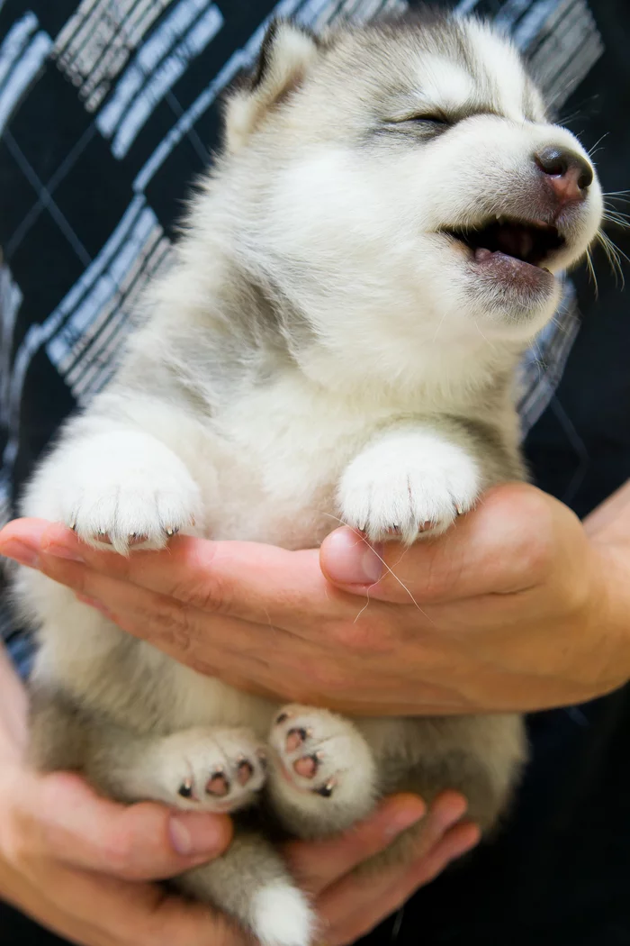 Brutal guy))) - My, Dog, Dogs and people, Dog days, Friend of human, Husky, Siberian Husky, The photo, Beginning photographer