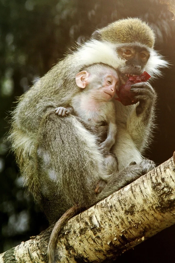 Replenishment in the Yekaterinburg Zoo. - Yekaterinburg, Animals, Zoo, Green monkey