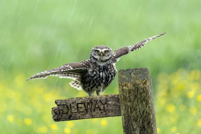 Take a photo of a Broiler 747 landing - Owl, Birds, Wings, wildlife, The photo