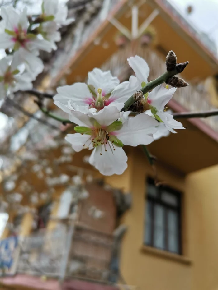 Almond blossom - My, Flowers, Almond, Mobile photography
