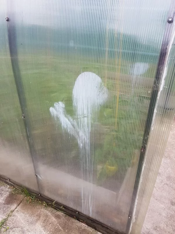 Strange spot on the greenhouse - My, Dacha, Greenhouse, Need advice