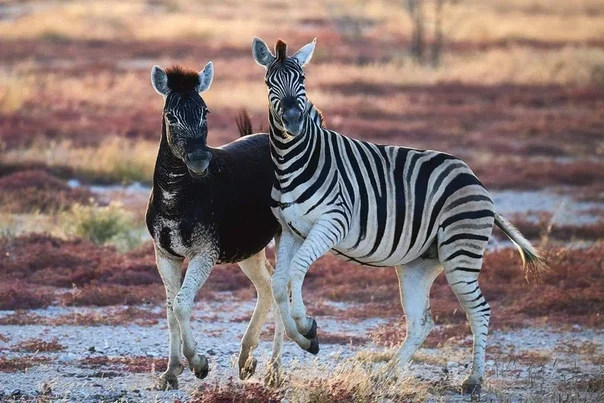 What color mutations are there besides albinos? Photos and descriptions of mutations - Mutation, Animals, Yandex Zen, Animal book, Longpost, Zoology