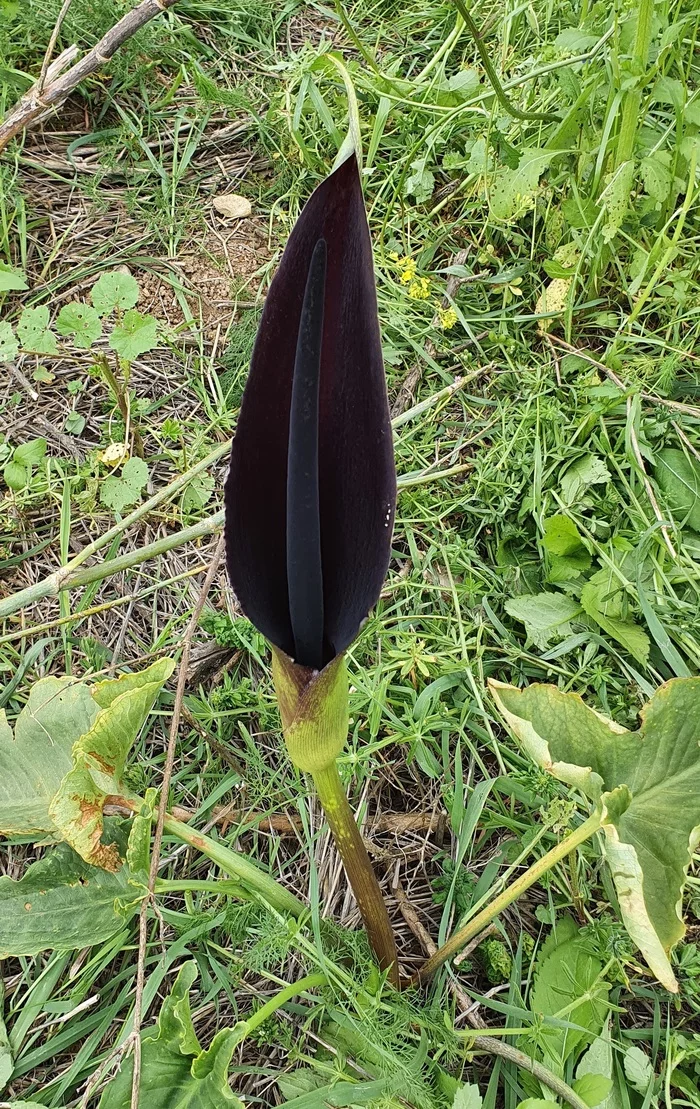 On a black, black night, a black, black flower!... - My, Flowers, Botany, The photo, Longpost