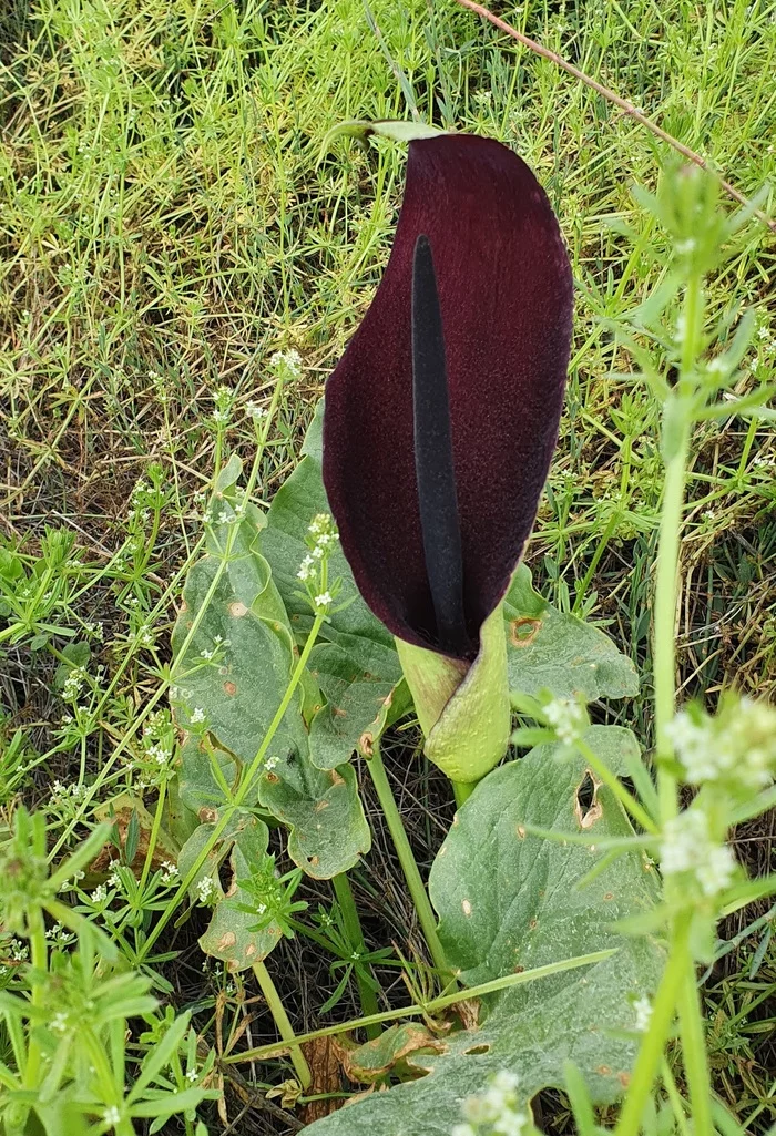 On a black, black night, a black, black flower!... - My, Flowers, Botany, The photo, Longpost
