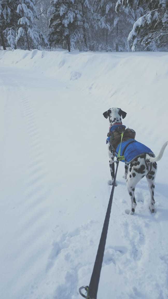 The story of a new friend - 2 - My, Dalmatian, Dog, Sport, Tourism, Animals, Travels, friendship, Longpost