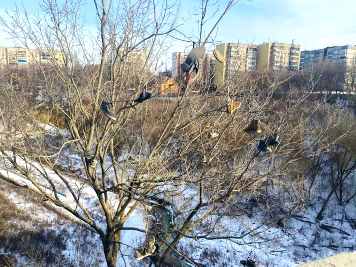 Garbage tree near the bridge over Kamenny Log - Lipetsk, Tree, Garbage, Logs, Bridge, Negative