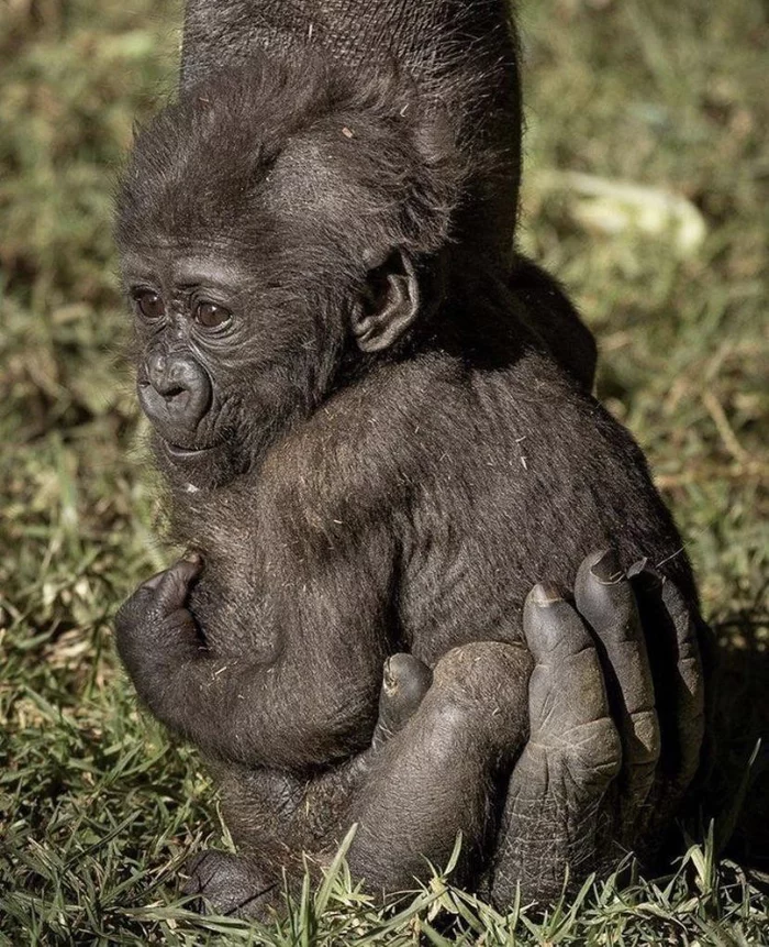 Little gorilla resting in his mother's hand - Nature, Gorilla, Milota