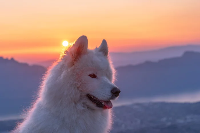 Samoyed Bear - Dog, Samoyed, The mountains, Sunset, beauty, Nature, Landscape