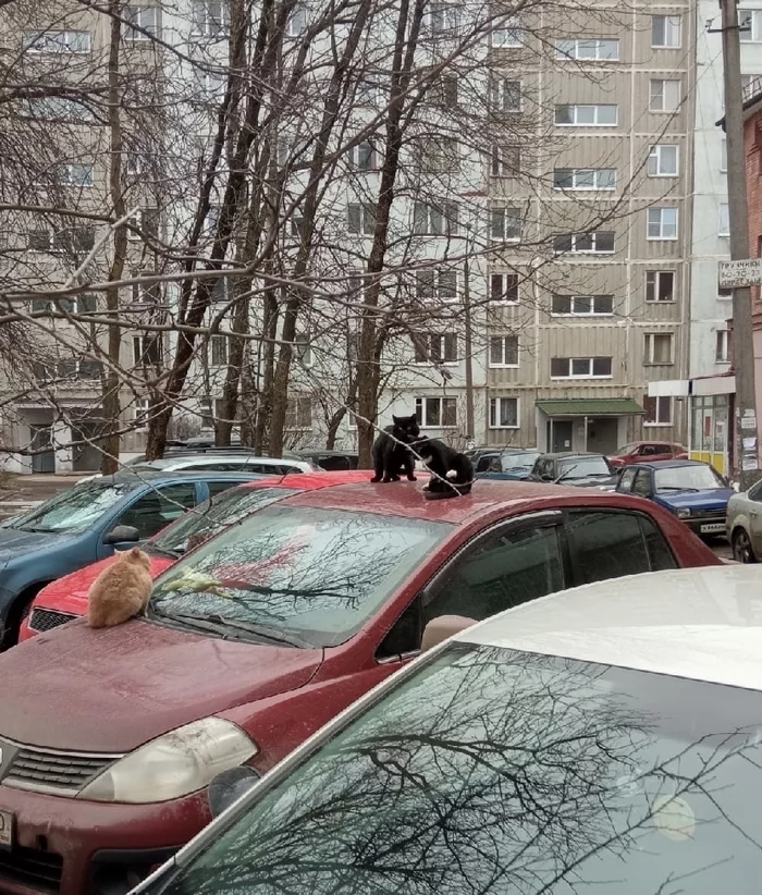 Meeting - My, March cats, Smolensk, cat