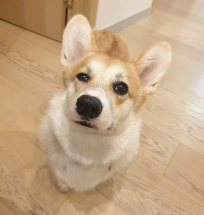 Suspect dog - My, Pets, Dog, Corgi, Suspicious Dog