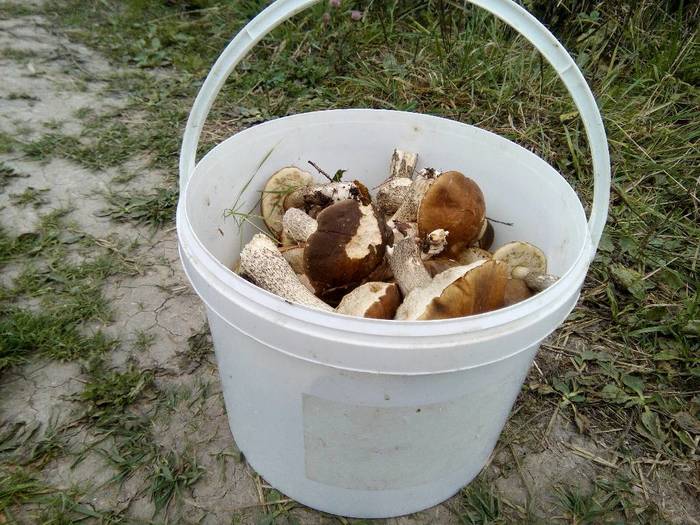 A little summer - My, Mushrooms, Summer, Forest, Longpost