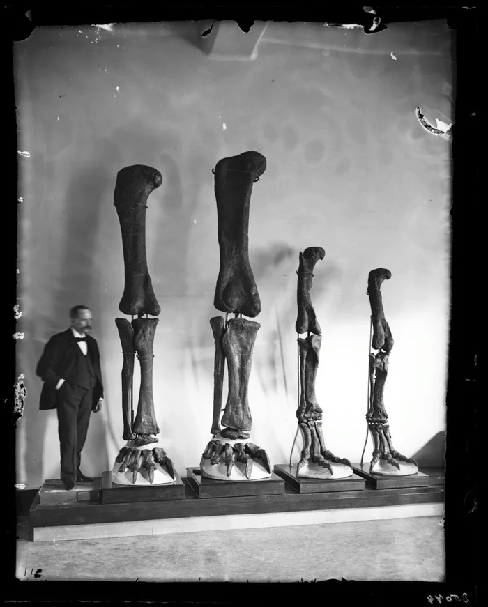 Man with dinosaur limbs - Dinosaurs, Tyrannosaurus, Paleontology, Skeleton