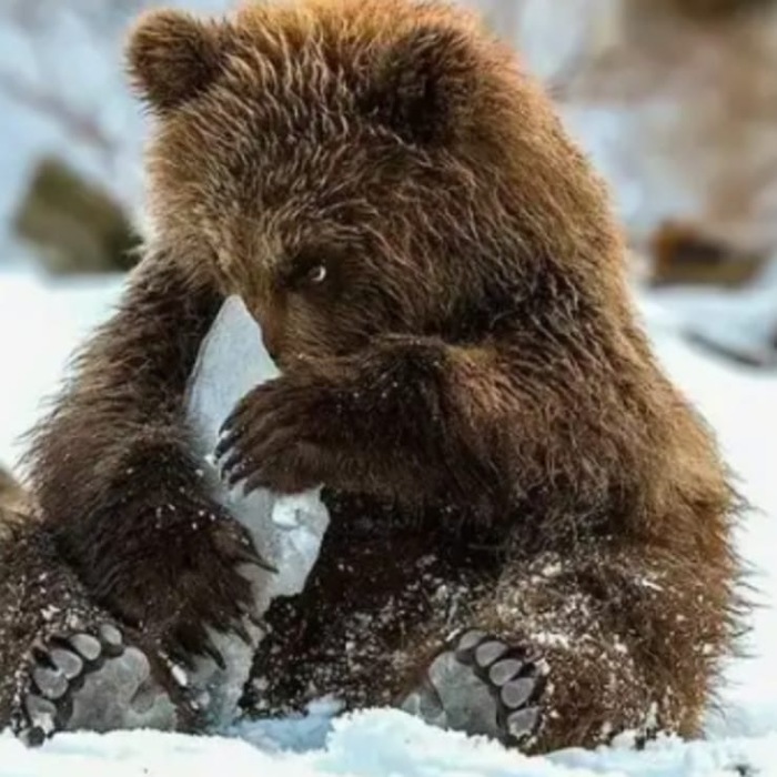 ����� ���������