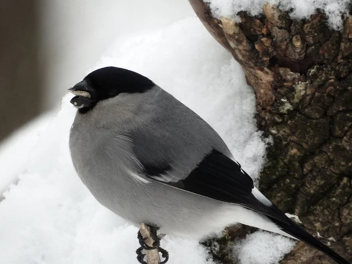 What do you know about bullfinches or gray bullfinch - Winter, Ufa, Bullfinches, Birds, Grey, 2021, Video, Longpost