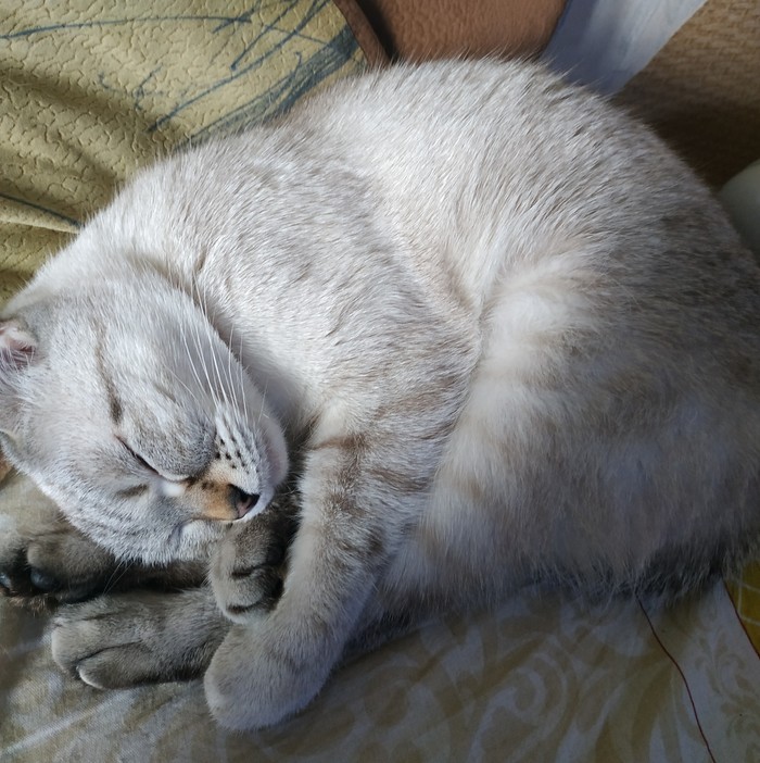 ����-��������� ���� �� covid � ������ ����������???