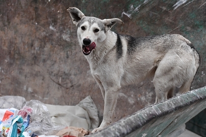 A homeless dog attacked a two-year-old child in a Russian city - Negative, Krasnoyarsk, Children, Dog, Childhood trauma