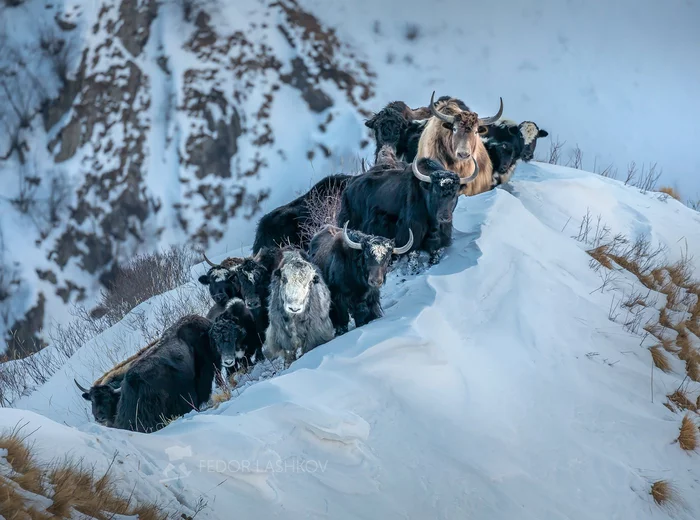 Yaks in the Caucasus mountains - Yak, Bull, Wild animals, wildlife, Caucasus, Caucasus mountains, The mountains, Winter, Snow, February, 2021, Herd, Nature, The national geographic, The photo, Overnight stay